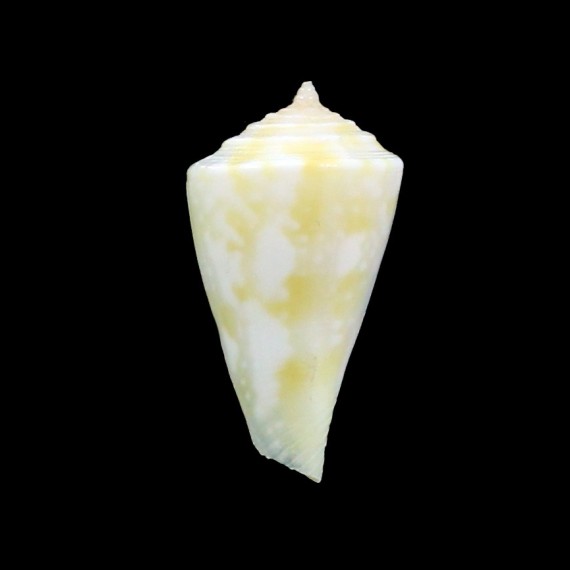 alisii 17?5mm YELLOW