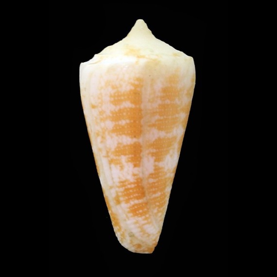 harlandi 27,0mm