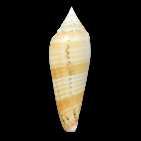 ranonganus 90,2mm GOLDEN