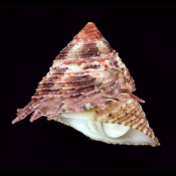 persica 40,6mm BIG