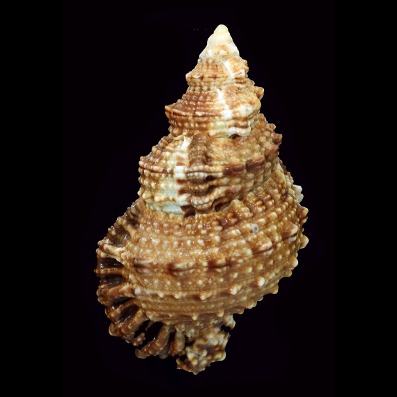 rubeta 105,6mm