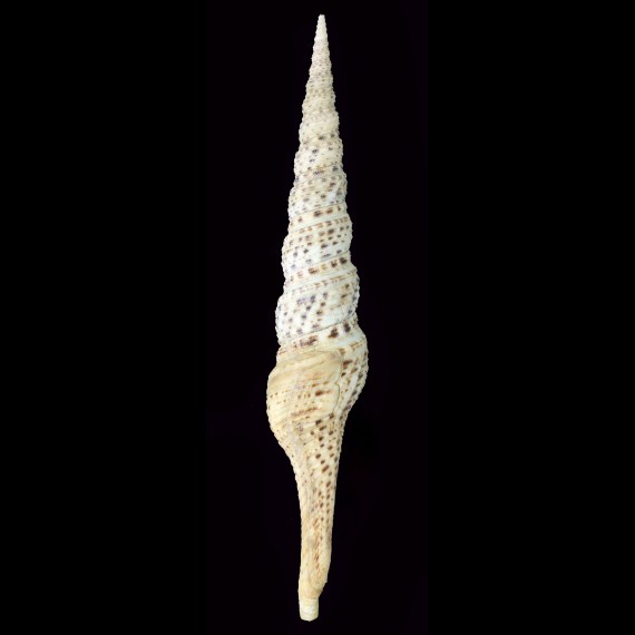 grandis 166,8mm