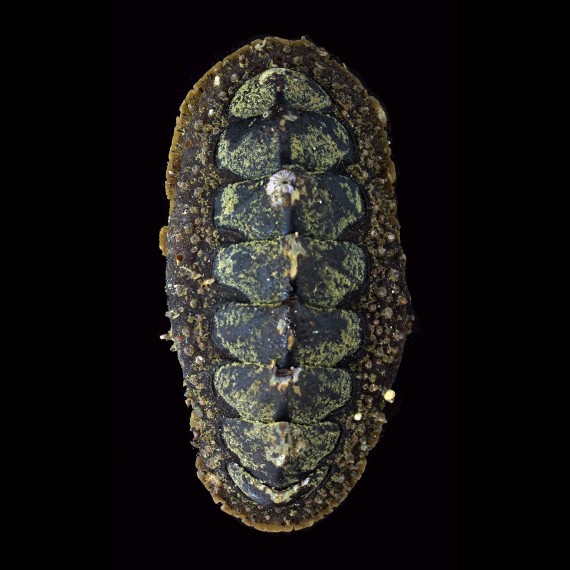 echinata 118,4mm