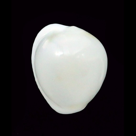 verhoefi 16,2mm