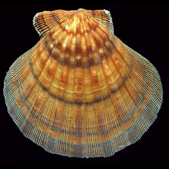 subnododus 139,7mm