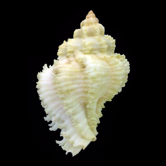 stainforthi 48,3mm