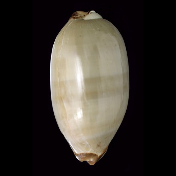 testudinaria 117,6mm CURIOSITY