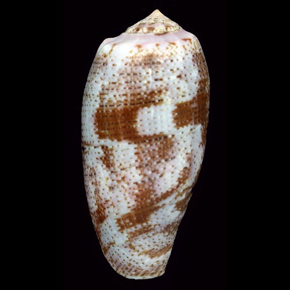 tulipa 69,8mm