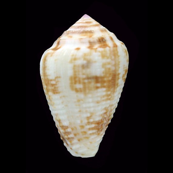 catus 45,5mm BIG
