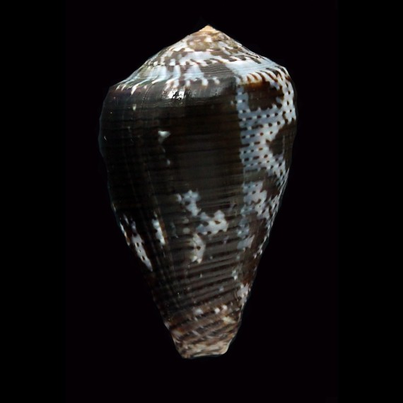 easoni 39,5mm