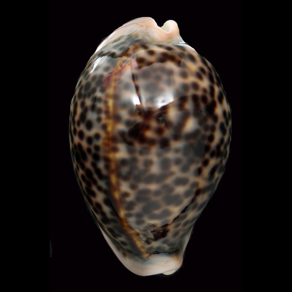 pantherina 87,6mm