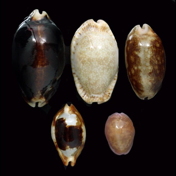 LOT OF 5 SUPERB NIGER