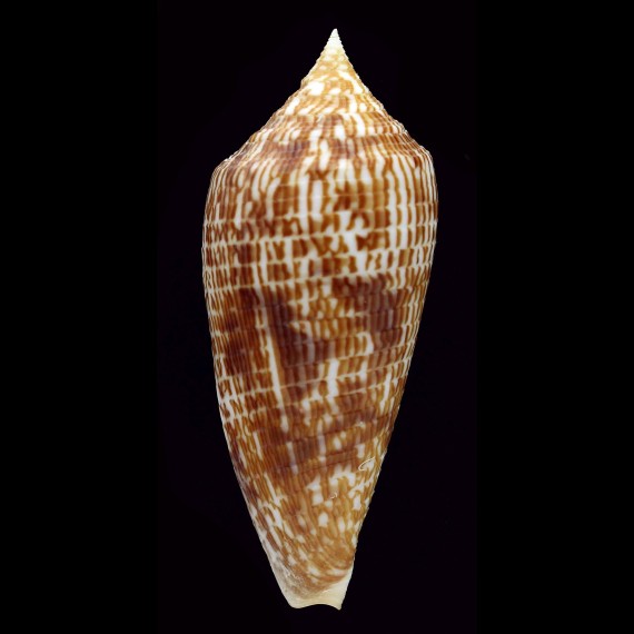 armadillo 74,5mm DARK