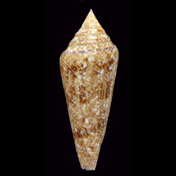 gloriamaris 76,4mm SOLOMON