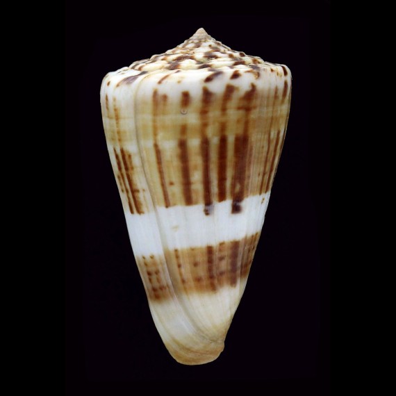 fumigatus 59,8mm