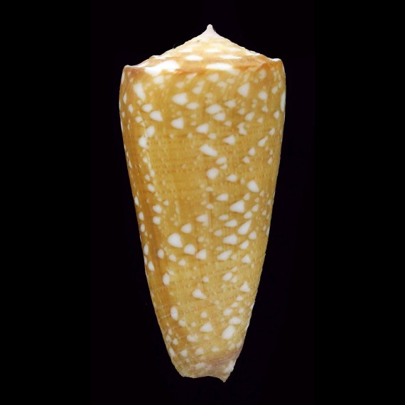 nobilis abbai 39,8mm SP