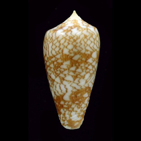 wittigi 31,2mm