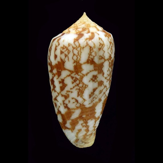 wittigi kongaensis 31,1mm