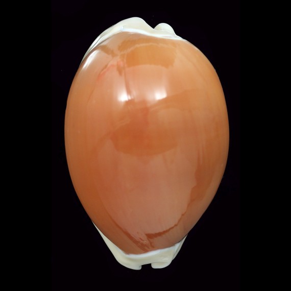 aurantium 83,1mm