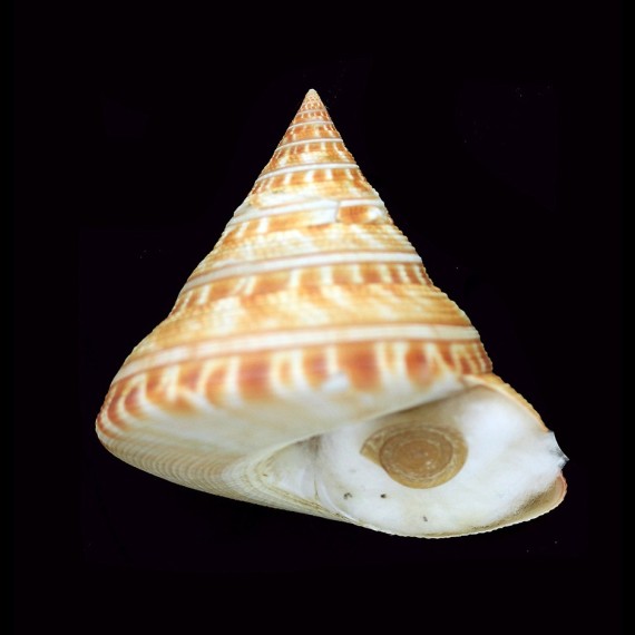 salmianus 62,4mm