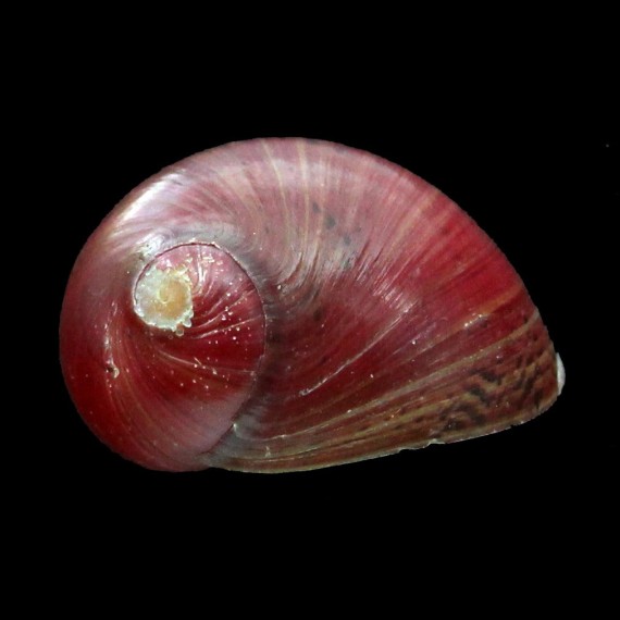 waigiensis 24,2mm