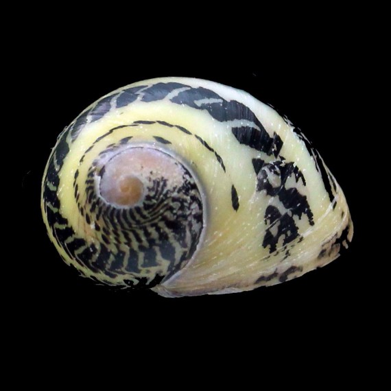 waigiensis 24,2mm