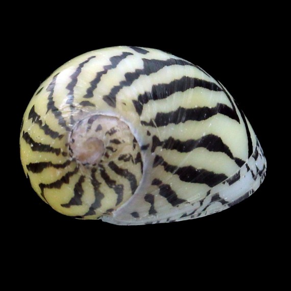 waigiensis 26,1mm