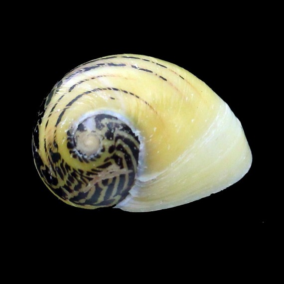 waigiensis 22,6mm