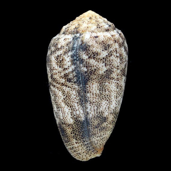 arenatus bizonus 58,4mm