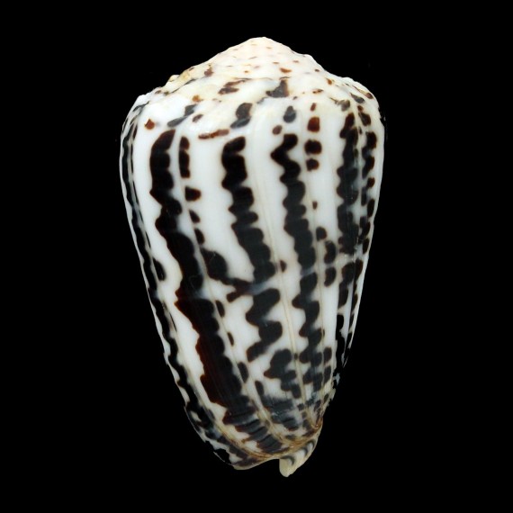 pulicatius fustigatus 47,3mm