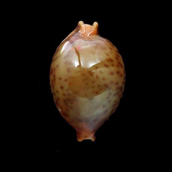 globulus 21,0mm DARK