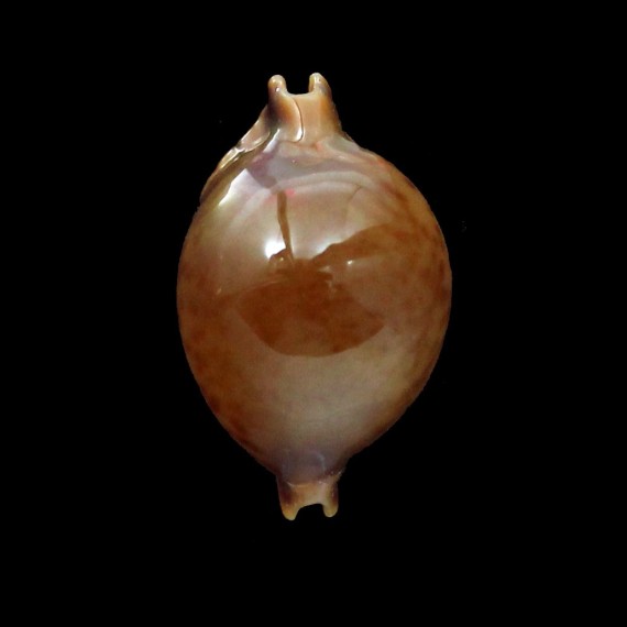 globulus sphaeridium 22,3mm