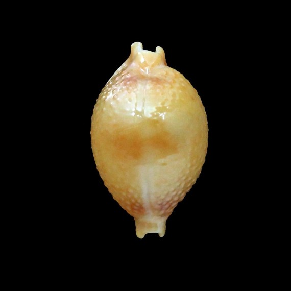 bistrinotata keelingensis 21,2mm