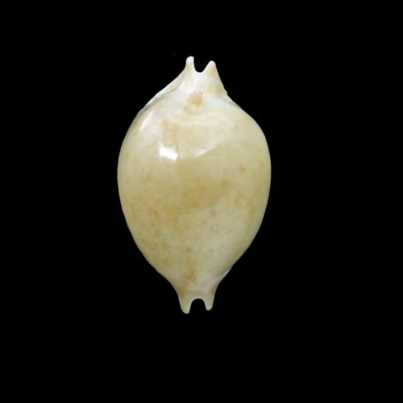 margarita 19,6mm