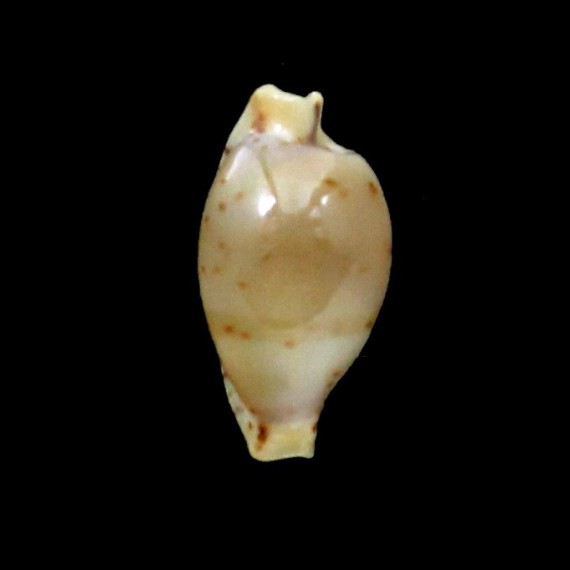 martini 13,8mm