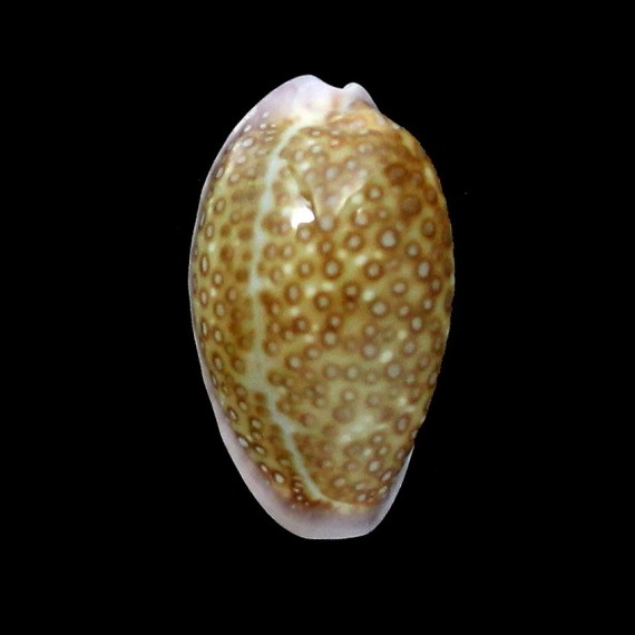 albuginosa 21,5mm