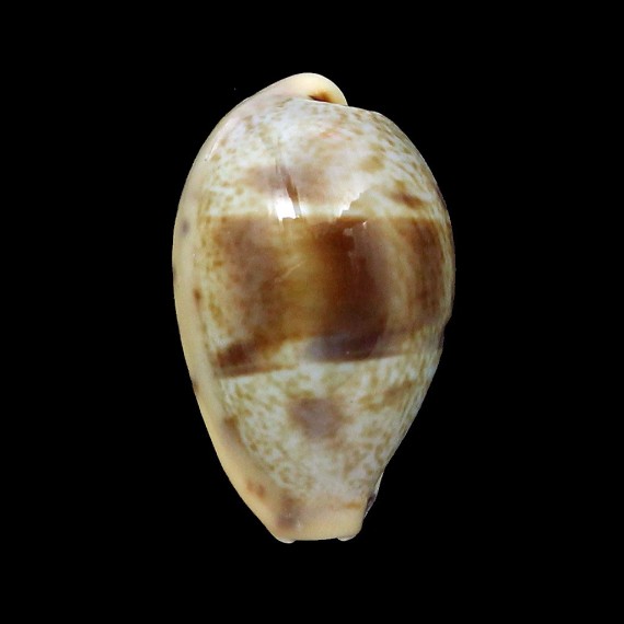 walkeri sarabajensis 27,1mm