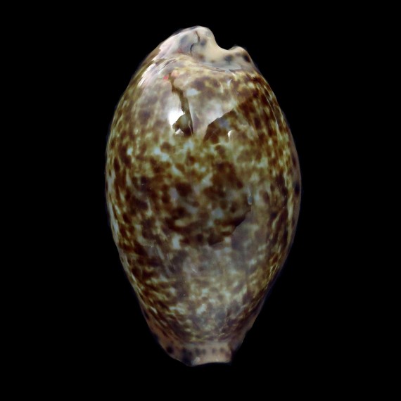 annettae 43,3mm