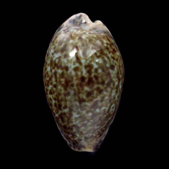 annettae 42,4mm