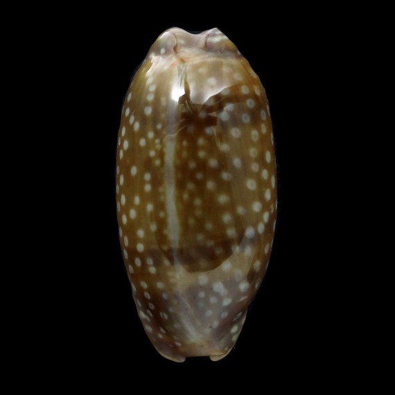 cervinetta 41,9mm DWARF