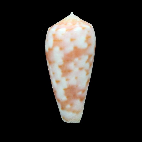 timorensis 31,1mm