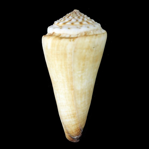 distans 124,1mm BIG