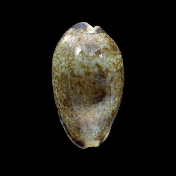 vredenburgi 32,0mm
