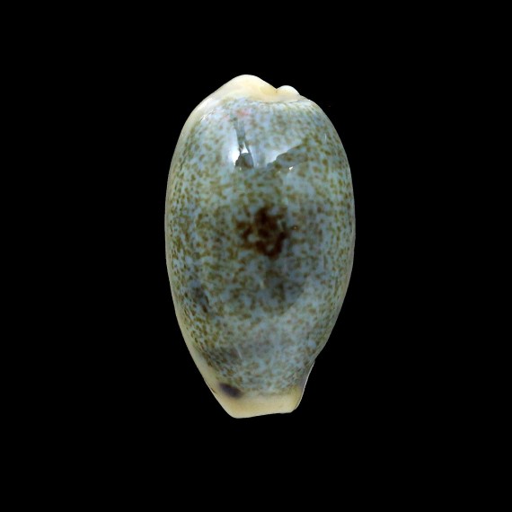 ovum 31,0mm