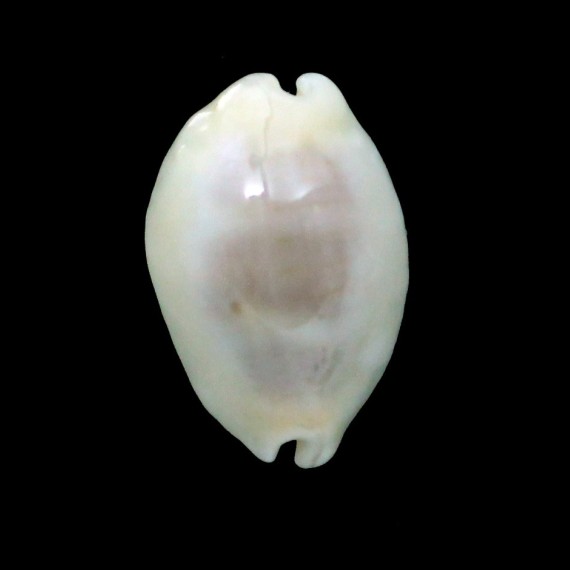 clandestina 20,0mm ROSTRATE