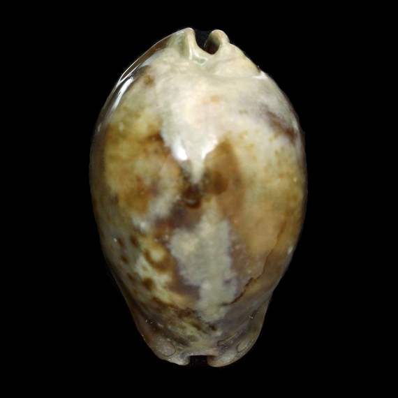 stercoraria 78,6mm
