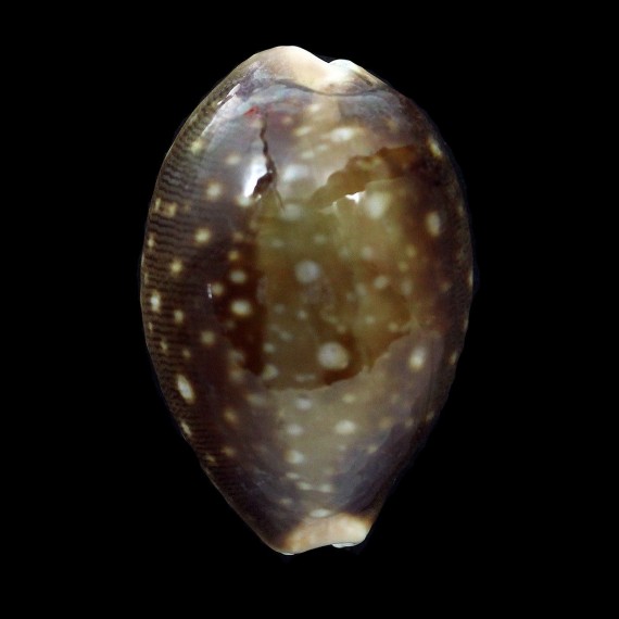 vitellus dama 44,4mm