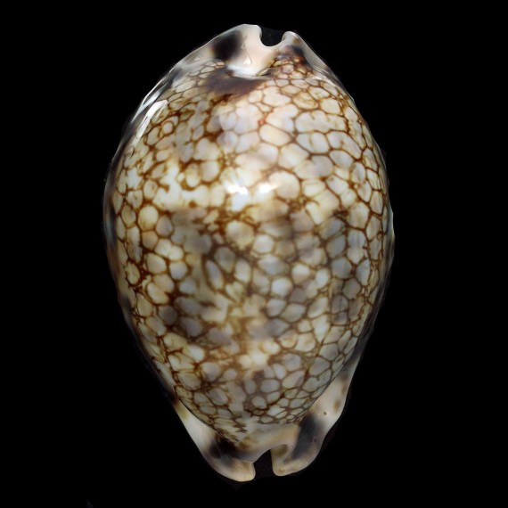histrio 69,8mm SEYCHELLES