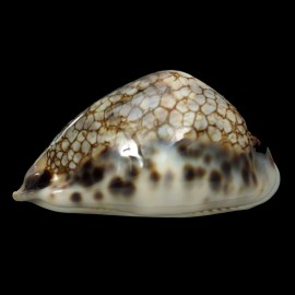 histrio 69,8mm SEYCHELLES