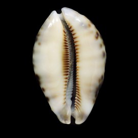 histrio 69,8mm SEYCHELLES